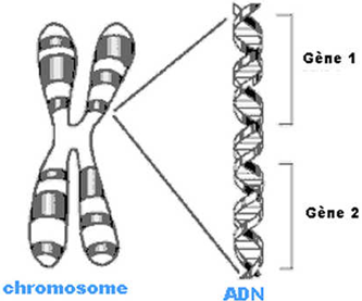 Chromosome